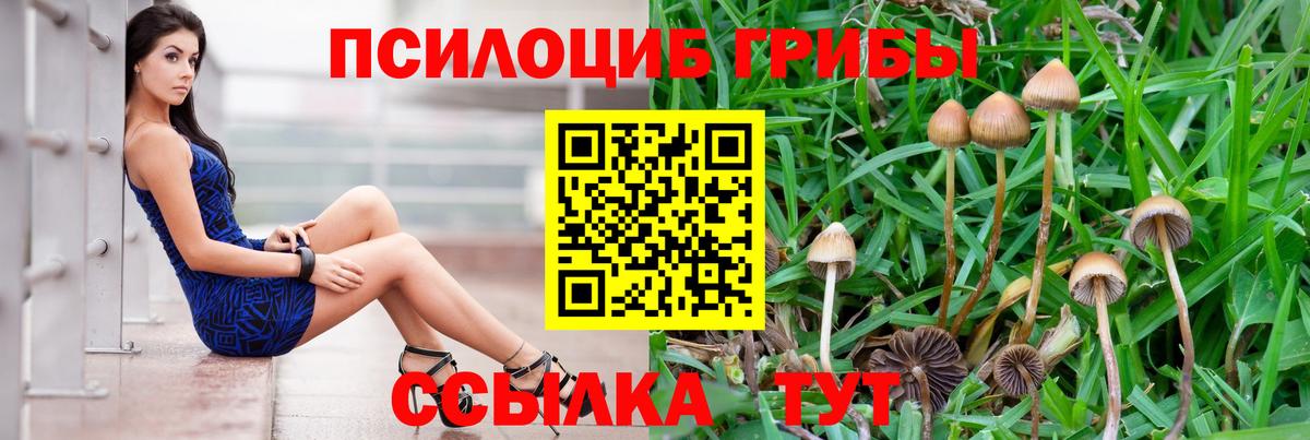 Галлюциногенные грибы Psilocybine cubensis  Вход с VPN  Баксан 